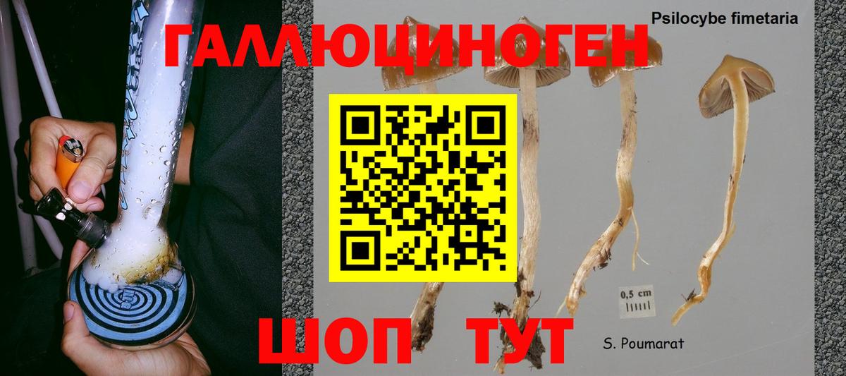 Галлюциногенные грибы Psilocybine cubensis Ижевск